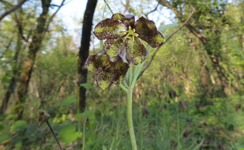 Fritillaria orientalis - Liliaceae